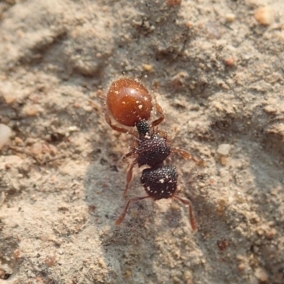 Meranoplus sp. (genus) (Shield Ant) at Mount Painter - 18 Jan 2020 by CathB