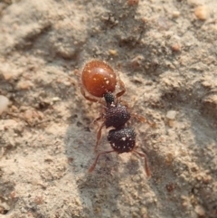 Meranoplus sp. (genus) (Shield Ant) at Cook, ACT - 18 Jan 2020 by CathB