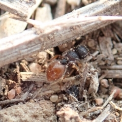 Meranoplus sp. (genus) at Cook, ACT - 18 Jan 2020