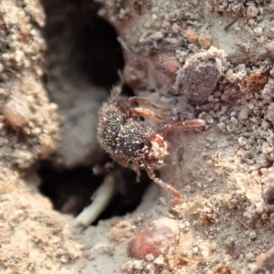 Meranoplus sp. (genus) at Cook, ACT - 18 Jan 2020