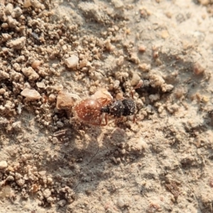 Meranoplus sp. (genus) at Cook, ACT - 18 Jan 2020