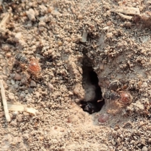 Meranoplus sp. (genus) at Cook, ACT - 18 Jan 2020