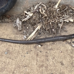 Hemiergis talbingoensis (Eastern Three-toed Earless Skink) at Watson, ACT - 19 Jan 2020 by rhyshardy