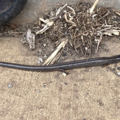 Hemiergis talbingoensis (Three-toed Skink) at Watson, ACT - 18 Jan 2020 by rhyshardy