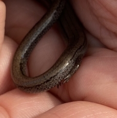 Hemiergis talbingoensis at Watson, ACT - 19 Jan 2020