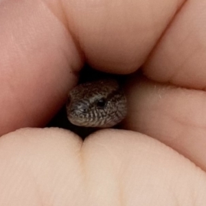 Hemiergis talbingoensis at Watson, ACT - 19 Jan 2020