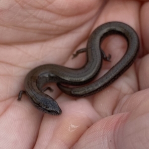 Hemiergis talbingoensis at Watson, ACT - 19 Jan 2020