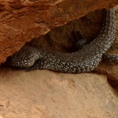 Egernia cunninghami (Cunningham's Skink) at Mount Majura - 19 Jan 2020 by KMcCue