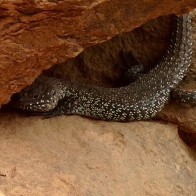 Egernia cunninghami (Cunningham's Skink) at Mount Majura - 19 Jan 2020 by KMcCue