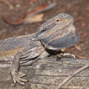 Pogona barbata at Acton, ACT - 14 Jan 2020