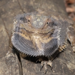 Pogona barbata at Acton, ACT - 14 Jan 2020