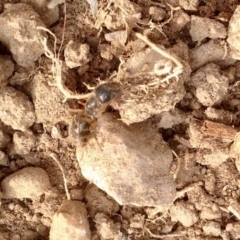 Camponotus sp. (genus) (A sugar ant) at Aranda, ACT - 17 Jan 2020 by KMcCue