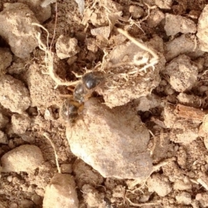 Camponotus sp. (genus) at Aranda, ACT - 17 Jan 2020