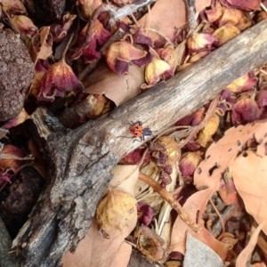 Dindymus versicolor at Majura, ACT - 19 Jan 2020