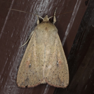 Mythimna (Pseudaletia) convecta at Lilli Pilli, NSW - 17 Jan 2020 08:45 PM