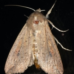 Mythimna (Pseudaletia) convecta at Lilli Pilli, NSW - 17 Jan 2020 08:45 PM