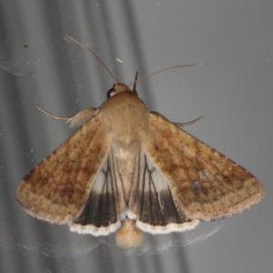 Helicoverpa punctigera at Lilli Pilli, NSW - 17 Jan 2020