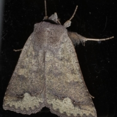 Pantydia diemeni (Erebinae) at Lilli Pilli, NSW - 17 Jan 2020 by jb2602