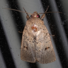 Proteuxoa hypochalchis (Black-bar Noctuid) at Lilli Pilli, NSW - 17 Jan 2020 by jbromilow50