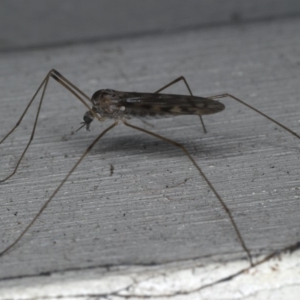 Tipulidae or Limoniidae (family) at Lilli Pilli, NSW - 17 Jan 2020