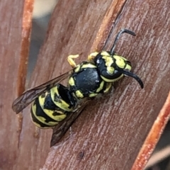 Vespula germanica (European wasp) at Aranda, ACT - 8 Jan 2020 by Jubeyjubes