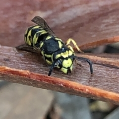 Vespula germanica at Aranda, ACT - 8 Jan 2020