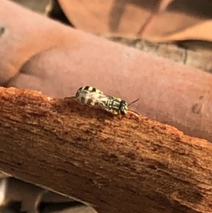 Callohesma sp. (genus) at Aranda, ACT - 8 Jan 2020