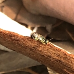 Callohesma sp. (genus) at Aranda, ACT - 8 Jan 2020