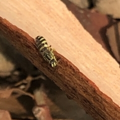 Callohesma sp. (genus) at Aranda, ACT - 8 Jan 2020