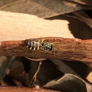 Callohesma sp. (genus) at Aranda, ACT - 8 Jan 2020