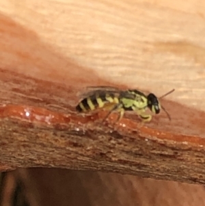 Callohesma sp. (genus) at Aranda, ACT - 8 Jan 2020