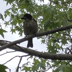 Cracticus torquatus at Aranda, ACT - 18 Jan 2020