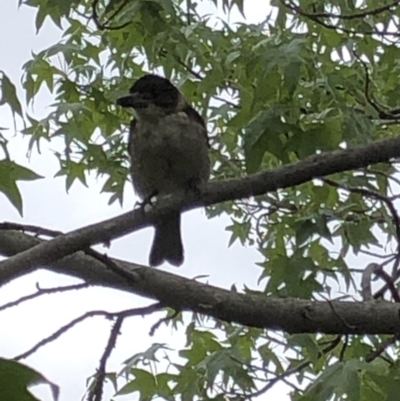 Cracticus torquatus (Grey Butcherbird) at Aranda, ACT - 17 Jan 2020 by Jubeyjubes