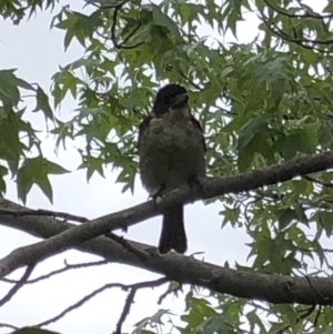 Cracticus torquatus at Aranda, ACT - 18 Jan 2020