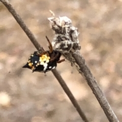 Austracantha minax (Christmas Spider, Jewel Spider) at Black Mountain - 17 Jan 2020 by Jubeyjubes