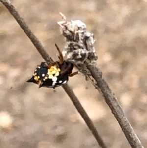 Austracantha minax at Molonglo Valley, ACT - 18 Jan 2020 10:36 AM