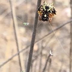 Austracantha minax at Molonglo Valley, ACT - 18 Jan 2020 10:36 AM