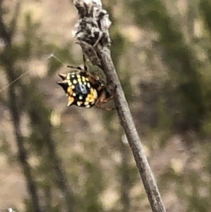 Austracantha minax at Molonglo Valley, ACT - 18 Jan 2020