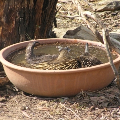 Tachyglossus aculeatus (Short-beaked Echidna) at Yass River, NSW - 19 Jan 2020 by SueMcIntyre