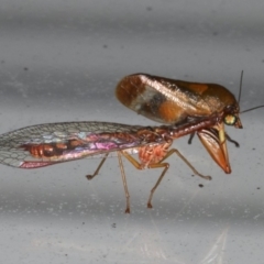 Campion rubellus (Red Mantidfly) at Lilli Pilli, NSW - 17 Jan 2020 by jb2602