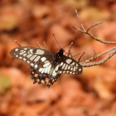 Papilio anactus (Dainty Swallowtail) at Hackett, ACT - 18 Jan 2020 by KMcCue