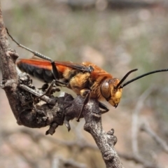 Guerinius shuckardi (Smooth flower wasp) at Dunlop, ACT - 17 Jan 2020 by CathB