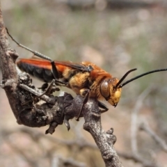 Guerinius shuckardi (Smooth flower wasp) at Aranda Bushland - 17 Jan 2020 by CathB