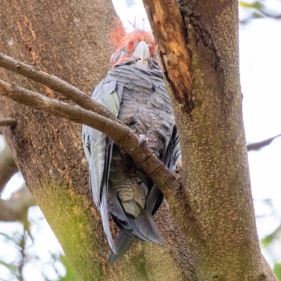 Callocephalon fimbriatum (Gang-gang Cockatoo) at ANBG - 19 Jan 2020 by KarinNeufeld