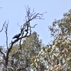 Corvus coronoides (Australian Raven) at Weston, ACT - 18 Jan 2020 by AliceH