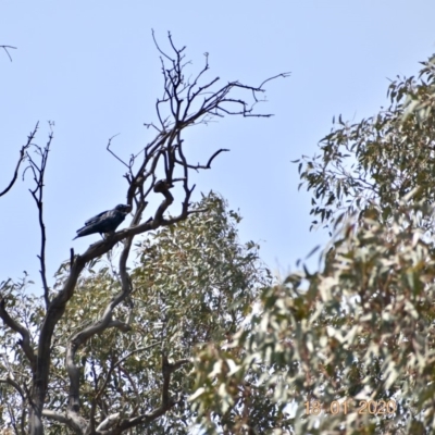 Corvus coronoides (Australian Raven) at Fowles St. Woodland, Weston - 17 Jan 2020 by AliceH