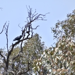 Corvus coronoides (Australian Raven) at Weston, ACT - 17 Jan 2020 by AliceH