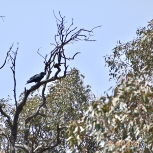 Corvus coronoides at Weston, ACT - 18 Jan 2020