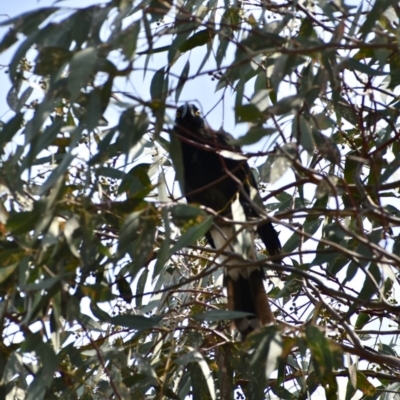 Strepera graculina (Pied Currawong) at Fowles St. Woodland, Weston - 18 Jan 2020 by AliceH