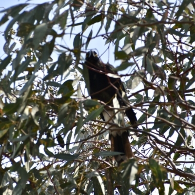 Strepera graculina (Pied Currawong) at Weston, ACT - 18 Jan 2020 by AliceH